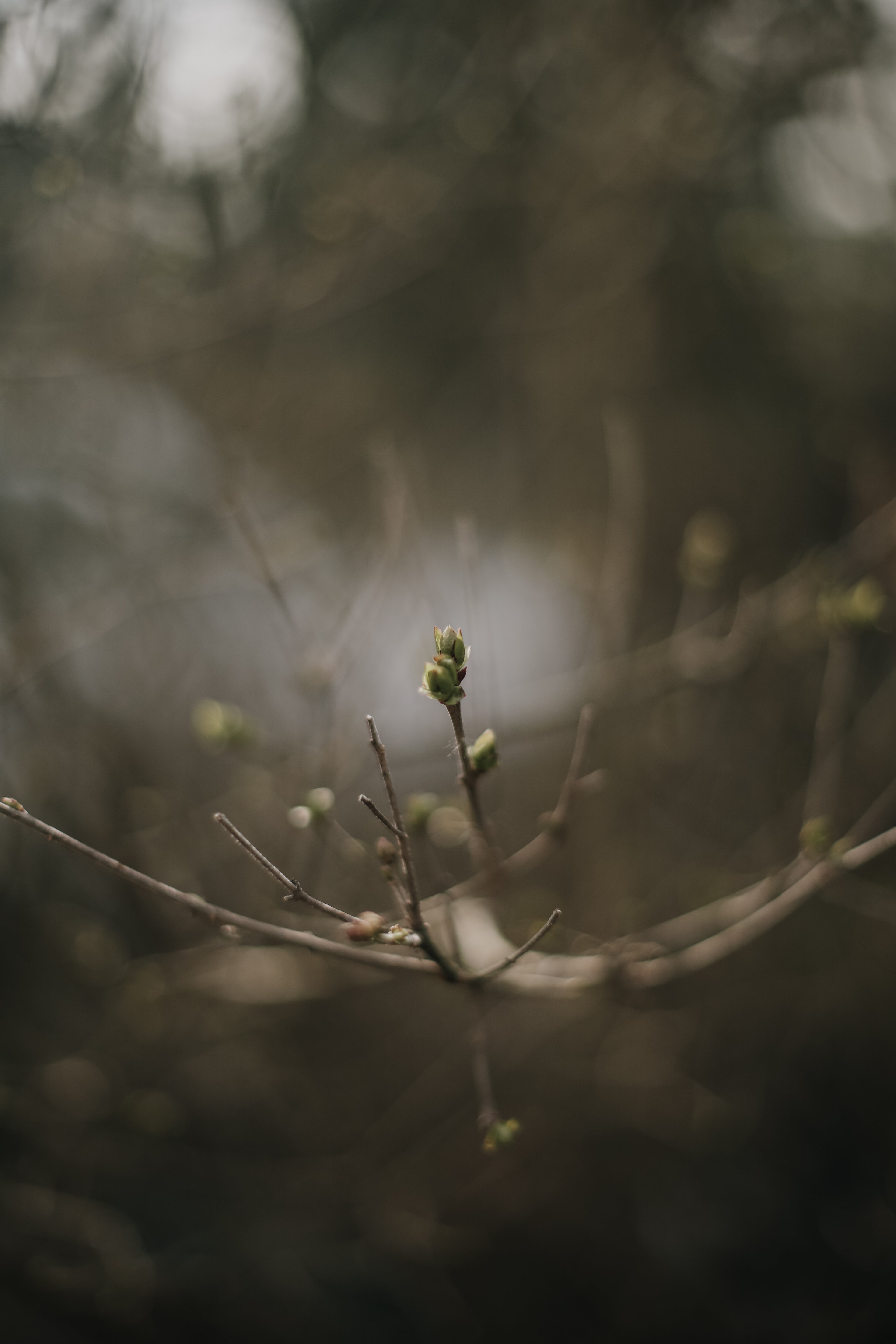 The Meaning of Spring Buds: A Story of Growth, Grace & Fresh Lilac