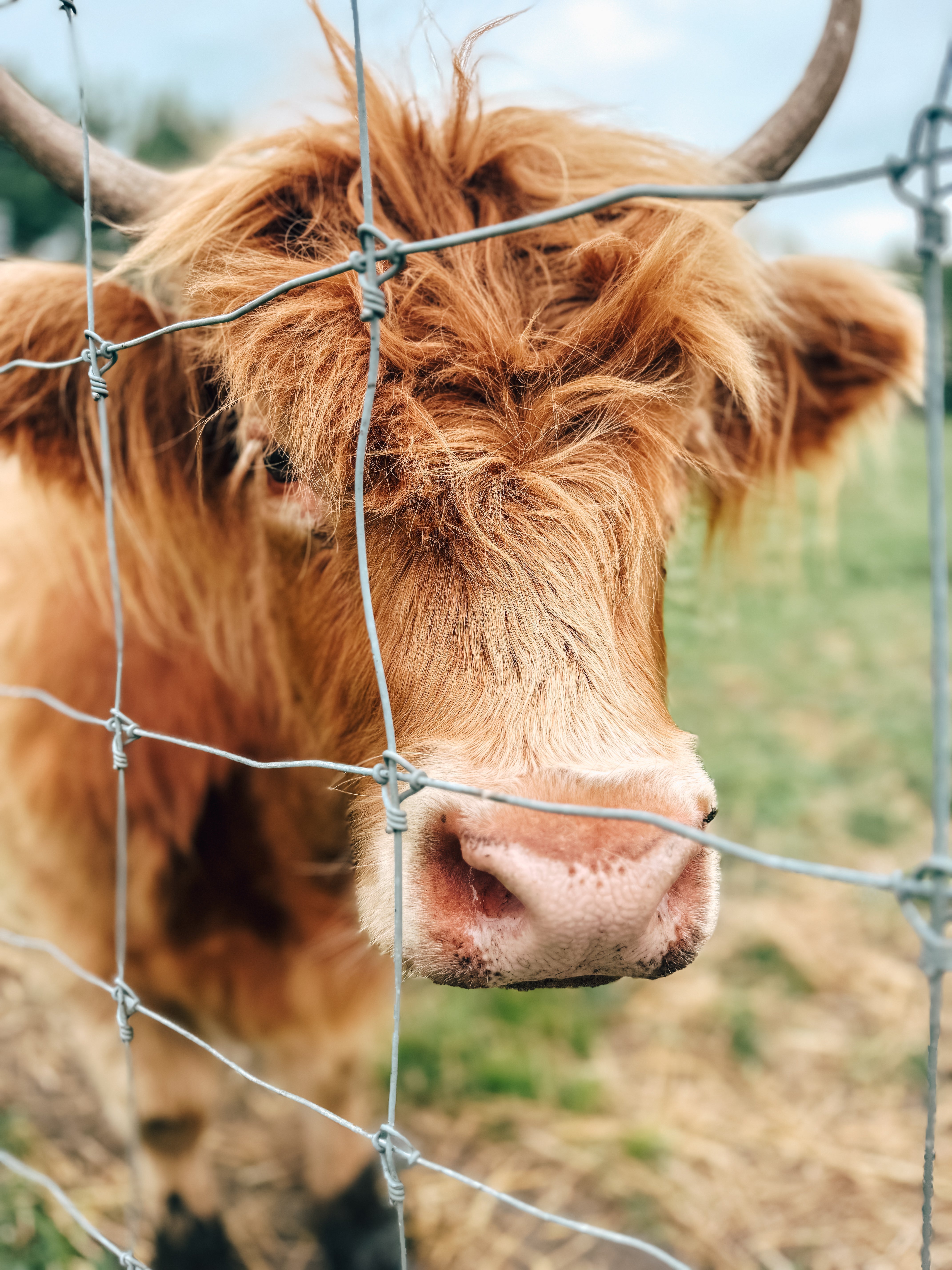 highland cow
