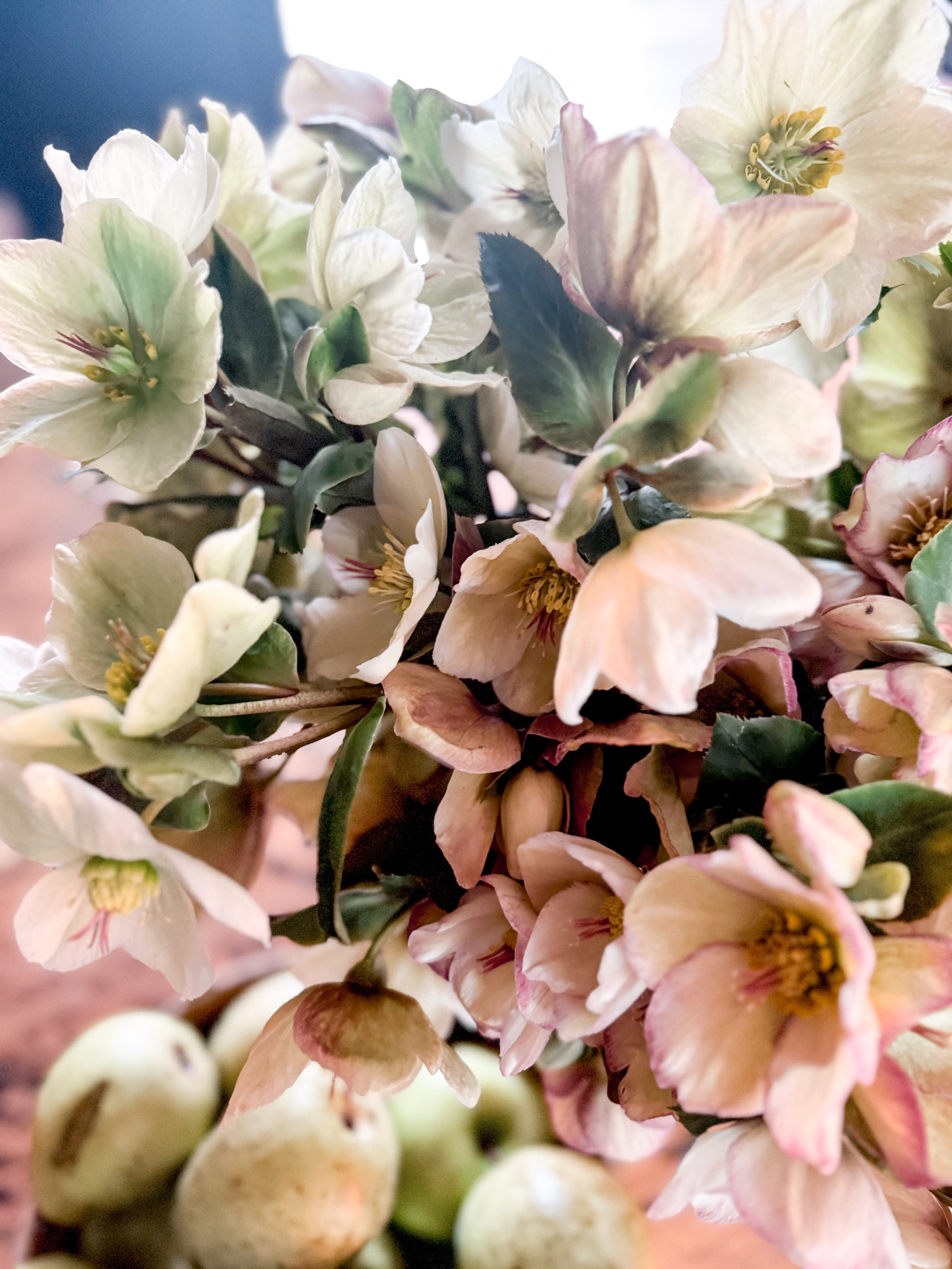 Planting Joy in Early Spring.